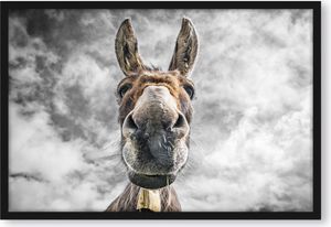 Lustiger Esel Poster im Bilderrahmen / Format: 100x70cm / Kunstdruck gerahmt