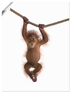 ARTland Poster Baby Orang Utan hängt an Seil II Größe: 45x60 cm