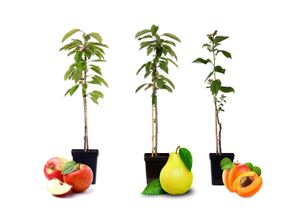 Plant in a Box - Obstbäume - 3er Mix - Apfel, Birne, Aprikose - Malus Braeburn, Pyrus 'Doyenne du Comice', Prunus 'Americana' - Topf 9cm - Höhe 60-70cm