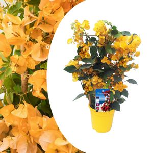 Plant in a Box - Bougainvillea 'Dania' - Bougainvillea auf Gestell - Gelbe Blüten - Kletterpflanze - Gartenpflanze - Topf 17cm - Höhe 50-60cm