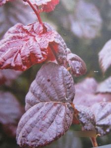 Rotlaubige Haselnuss Annys Dream - Corylus avellana - 60-80