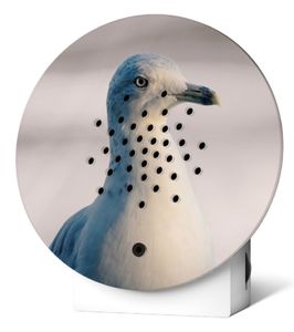 Wanddekoobjekt Oceanbox Weiße Seemöwe Limitiert