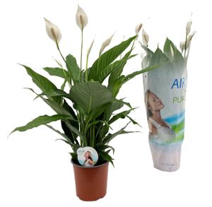 Plant in a Box - Spathiphyllum - Einblatt Zimmerpflanze - Topf 17cm - Höhe 60-75cm - Luftreinigende Zimmerpflanze