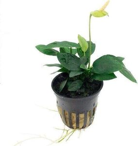 Anubias barteri nana im Topf Wasserpflanzen Aquariumpflanzen