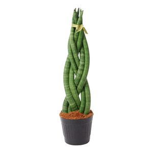 Trendyplants - Sansevieria Cylindrica 'Twist' - Zimmerpflanze - 30-50 cm - Topfgröße Ø10,5cm