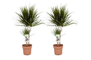 Plant in a Box - Dracaena Marginata - Drachenbaum - Zimmerpflanzen - 2er Set - Topf 17cm - Höhe 70-80cm