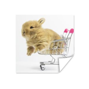 MuchoWow® Poster Kaninchen - Baby - Weiß 100x100 cm - Babyzimmer