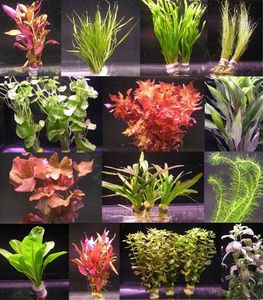 über 120 Aquarium-Pflanzen - großes buntes Sortiment für 200 Liter Aquarium