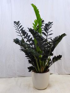 [Palmenlager] - Zamioculcas zamiifolia "SUPER NOVA" 70/80 cm - Pot 21 cm Ø - schwarze Glücksfeder - Zimmerpflanze - supernova