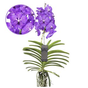 Plant in a Box - Vanda 'Neues Blau' - Tropische Orchidee - Schöne Farbmischung - Blühende Orchidee - Höhe 55-65cm