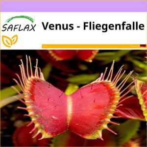 SAFLAX - Venus - Fliegenfalle - 10 Samen - Dionaea muscipula