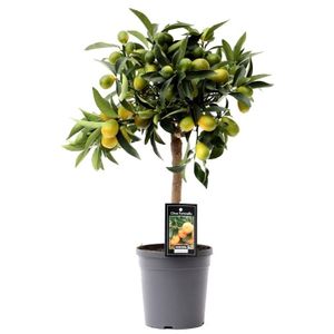 Obstpflanze von Botanicly – Kumquatbaum – Höhe: 50 cm – Citrus Kumquat