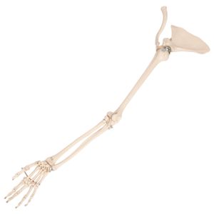Bewegliches Armskelett mit Hand und Schulter, Anatomie Modell, Lehrmittel