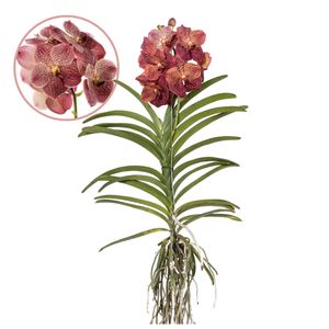 Plant in a Box - Vanda 'Leopardkoralle' - Tropische Orchidee - Schöne Farbmischung - Blühende Orchidee - Höhe 80-90cm