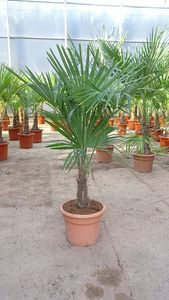 [Palmenlager] - Trachycarpus fortunei 100/120 cm/Stamm 20/30 cm / -17°C/Chin. Hanfpalme