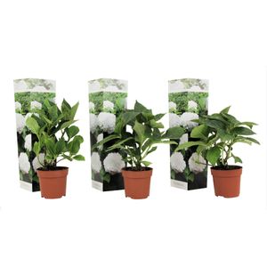 Plant in a Box - Hydrangea macrophylla Weiss - 3er Set - Hortensie - Winterhart - Gartenpflanzen - Topf 9cm - Höhe 25-40cm