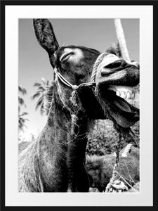 Lustiger lachender Esel unter Palmen, MonochromeBilderrahmen mit Galerie-Passepartout / Format: 80x60cm / gerahmt / hochwertige Leinwandbild Alternative