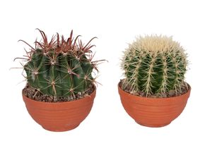 Kakteen von Botanicly – 2 × Goldkugelkaktus & Fasskaktus in Terrakotta Schale als Set – Höhe: 20 cm – Echinocactus grusonii & Ferocactus stainesii