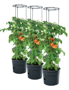 3x Tomatenpflanze Pflanzkübel Pflanzen Tomate 28L Garten Terrasse PAFEN