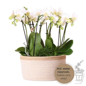 Kolibri Orchids | weißes Pflanzenset im Baumwollkorb inkl. Wassertank | drei weiße Orchideen Amabilis 9cm und drei Grünpflanzen | Dschungelstrauß weiß mit autarkem Wassertank
