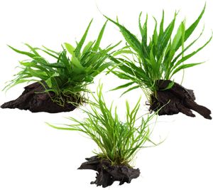 Aquarium Pflanze auf Wurzel Tropica Nr.008 008A 008G YWS Set Mix Aquarium Pflanze auf Wurzel Tropica Nr.008 008A 008G YWS Set Mix