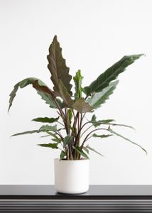 Alocasia \'Lauterbachiana\' | Elefantenohr - Zimmerpflanze im Aufzuchttopf cm19 cm - ↕60-70 cm