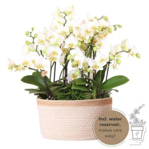 Kolibri Orchids | weißes Pflanzenset im Baumwollkorb inkl. Wassertank | drei weiße Orchideen Lausanne 9cm und drei Grünpflanzen | Dschungelstrauß weiß mit autarkem Wassertank