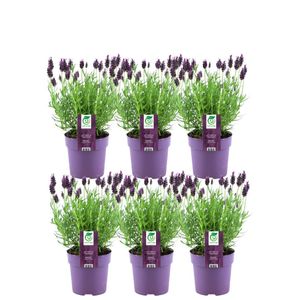 6er Set Französischer Lavendel | Schopflavendel | 6 x Lavandula stoechas Anouk® 13 cm Topf - Lavendel Pflanze Winterhart