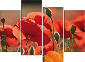 Mohnblumen Poster Leinwandbild Auf Keilrahmen - Rote Mohnblumen, Blüten Und Knospen, 4-Teilig (80 x 120 cm)