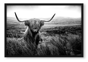 Highland Rind mit großen Hörnern Steppe, Monochrome Poster im Bilderrahmen / Format: 38x30cm / Kunstdruck gerahmt