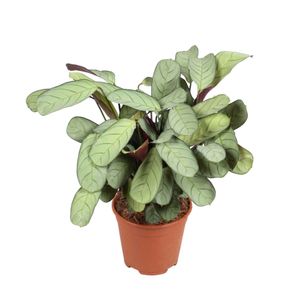 Plant in a Box - Ctenanthe Amagris - Fischgrät-Gebetspflanze - Grüne Zimmerpflanze - Topf 14cm - Höhe 25-35cm