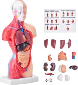 VEVOR Model ľudského tela, 15 kusov 28 cm, anatomický model ľudského trupu Anatomický model kostry s odnímateľnými orgánmi, vzdelávacia učebná pomôcka pre študentov, učebné pomôcky