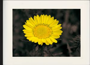 Blumen Gerahmtes Bild Mit Edlem Passepartout | Wand-Bilder | Im Bilderrahmen - Blütenzauber, Goldblume (60 x 80 cm)