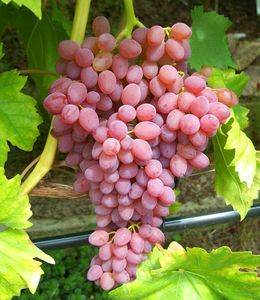 BALDUR-Garten Kernlose Tafeltraube "Kischmisch rosé", 1 Pflanze, Weinreben, Vitis vinifera Weintrauben