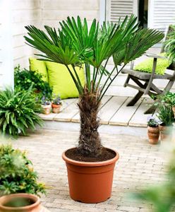 Trachycarpus wagnerianus Frostharte Hanfpalme bis 160 cm Gesamthöhe bis -19 Grad