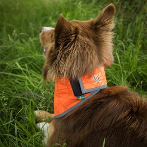 Back on Track Draco Bandana mit hoher Sichtbarkeit orange S (30-37 cm)