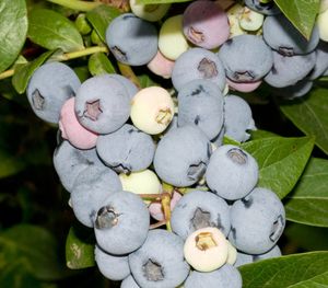 Dehner Heidelbeere Elliot, kleine hellblaue Früchte, ca. 50-60 cm, 3 l Topf, Beerenstrauch
