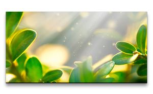 Leinwandbild 120x60cm Sonnenstrahlen grüne Pflanzen Geldbaum Schön
