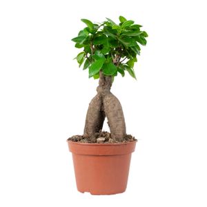 Ficus microcarpa \'Ginseng\' – Bonsai – Zimmerpflanze – ⌀15 cm - ↕25-35 cm