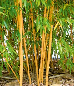 BALDUR-Garten Goldener Peking Bambus, 1 Pflanze, | Besonders winterharten Sorten (bis -25° C) | Phyllostachys aureosulcata aureocaulis winterhart und immergrün golden gefurchte Bambuspflanze