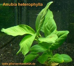 10 Töpfe Anubia Heterophylla, große Anubien