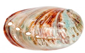 Haliotis rufescens, Größe ca. 6-8cm, poliert | Abalone-Schnecke