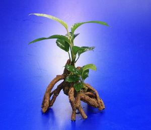 Verschiedenblättriges Speerblatt-Mangrovenwurzel mit Höhle / Mangrovenbaum mit Anubias Heterophylla