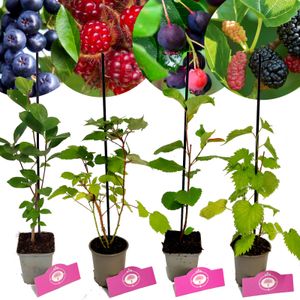 Set mit 4 besonderen Beeren – Maulbeere, Apfelbeere, Johannisbeere, Weinbeere – Höhe 25 cm – 9 cm Topf
