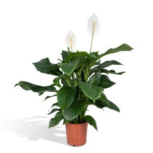 Grünpflanze – Einblatt (Spathiphyllum) – Höhe: 80 cm – von Botanicly