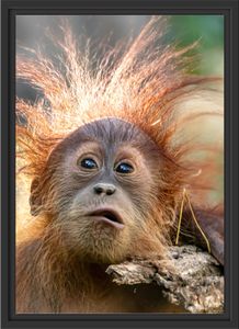 Lustiger Baby Orang-Utan mit Rinde im Schattenfugen Bilderrahmen / Format: 55x40 im Schattenfugen-Bilderrahmen / Kunstdruck auf hochwertigem Galeriekarton / hochwertige Leinwandbild Alternative
