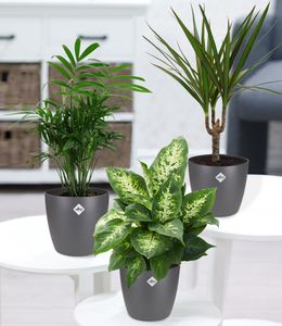 BALDUR-Garten | 3er-Mix Luftreinigende Zimmerpflanzen 'Fresh Air' | inklusive Elho®-Übertöpfe 'Grau' | Dieffenbachie, Dracena, Chamaedorea Palme',1 Set, mehrjährig - frostfrei halten