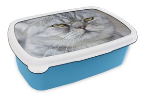 MuchoWow® Lunchbox Brotzeit Brotdose 17x11 cm Tier - Katze - Grau Kinder Brotzeitdose - Lunch - Kunststoff  - Brotbüchse - Sandwichbox - Lunchbox für Kinder