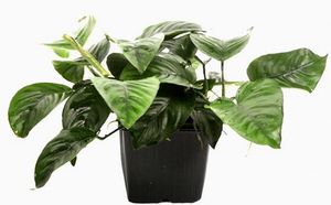 MUTTERPFLANZE DER WOCHE Anubias / Speerblatt