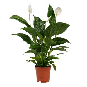 Zimmerpflanze von Botanicly – Einblatt – Höhe: 75 cm – Spathiphyllum Vivaldi